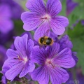Bombus pratorum, Early Bumblebee, Alan Prowse